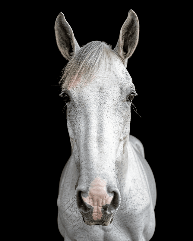 Horse Photorgraphy Portrait