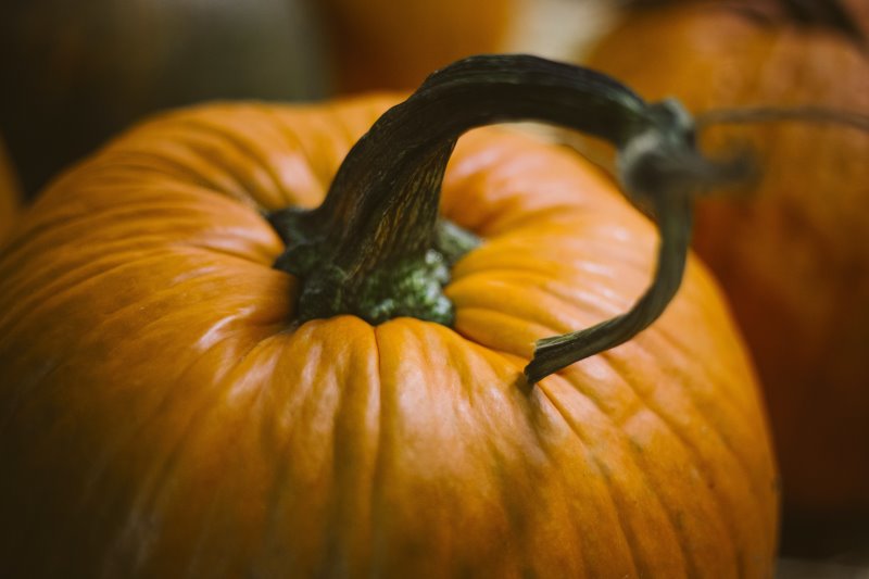 Zucca