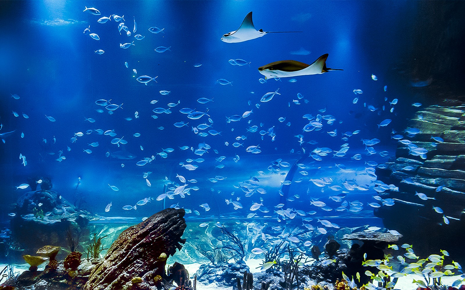 Stingrays and fish swimming in Atlantis Aquarium fish tank.