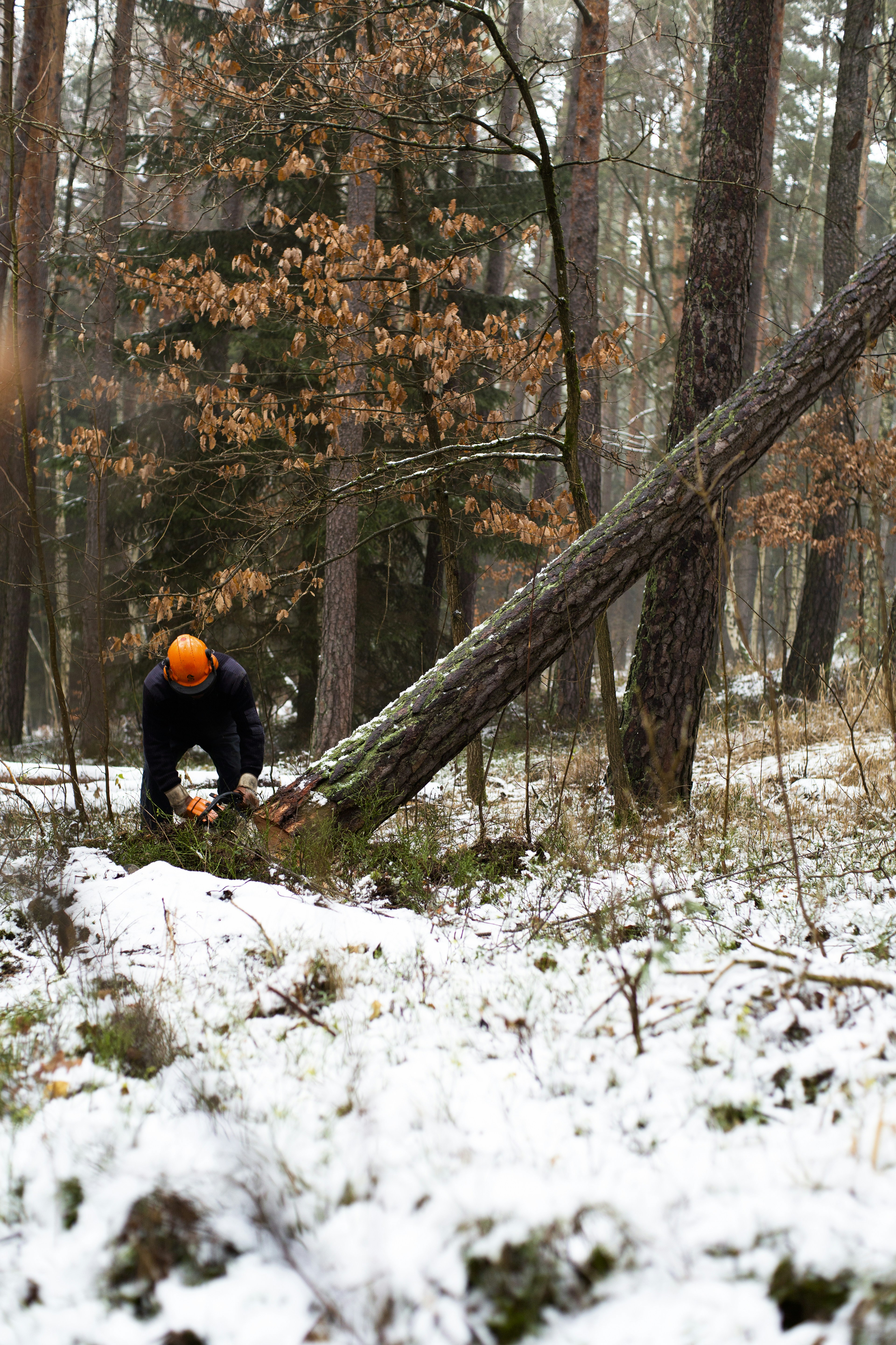 man-cutting-brown-tree-during-daytime - markus-spiske (unsplash)./pho