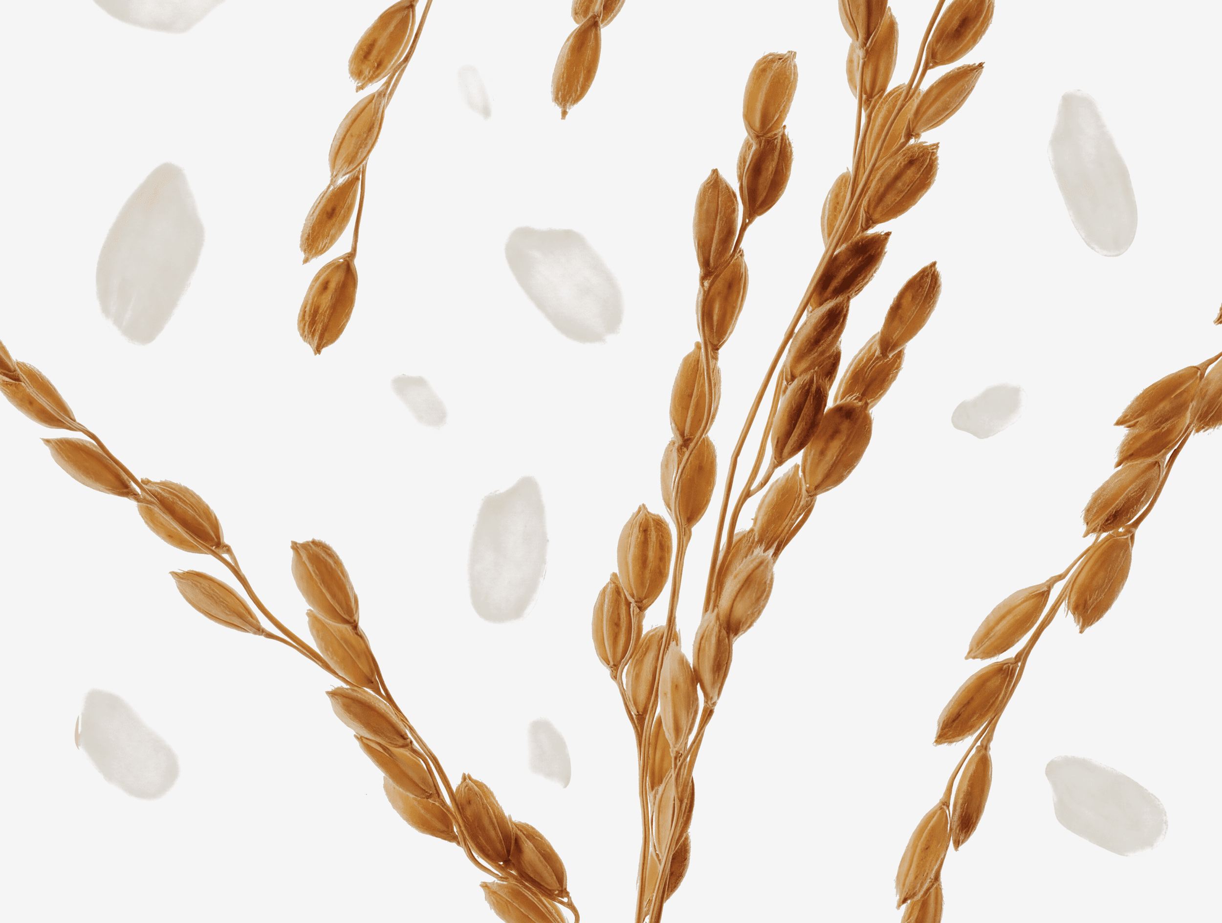 Beauty of Joseon Lucca Moleta