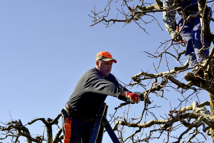 Professional tree Care