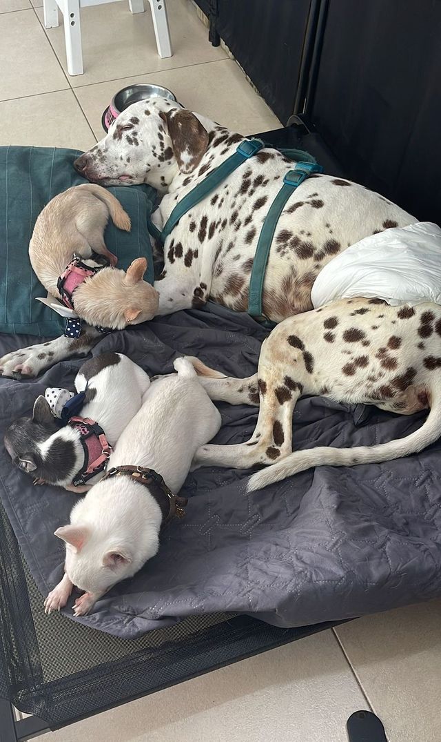 Grupo de perros descansando