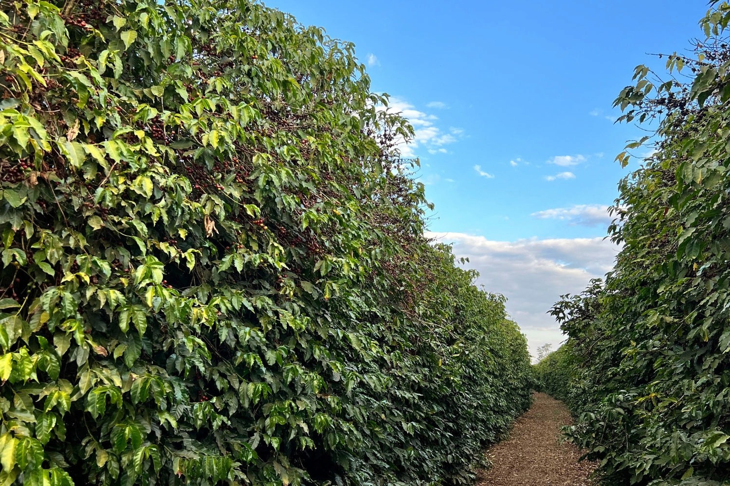 A dirt path runs between tall, dense rows of coffee trees loaded with ripe red coffee cherries under a bright blue sky with scattered clouds.