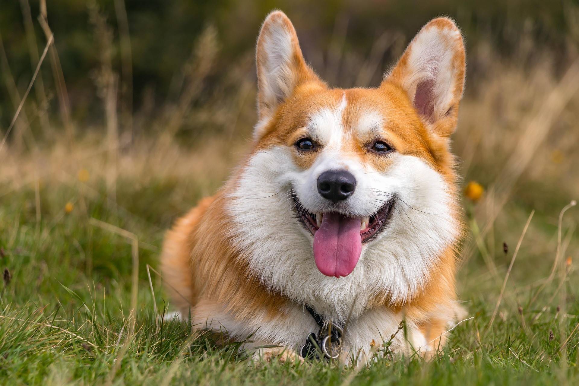 Corgi Grooming Guide