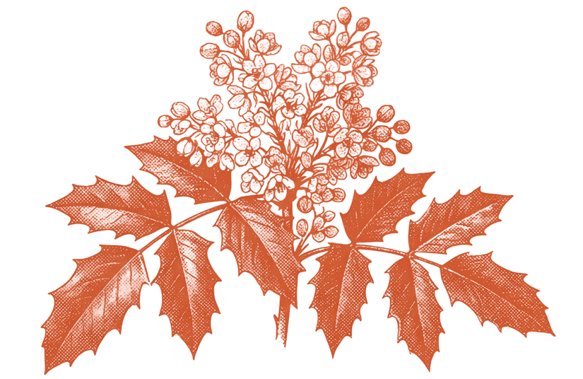 Oregon grape native plant illustration