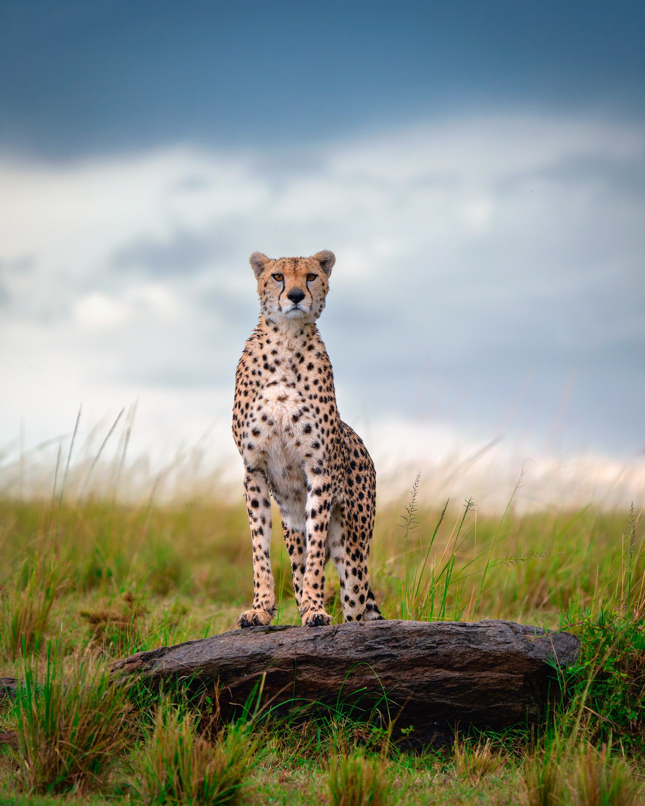 Guepardo en el Masai Mara