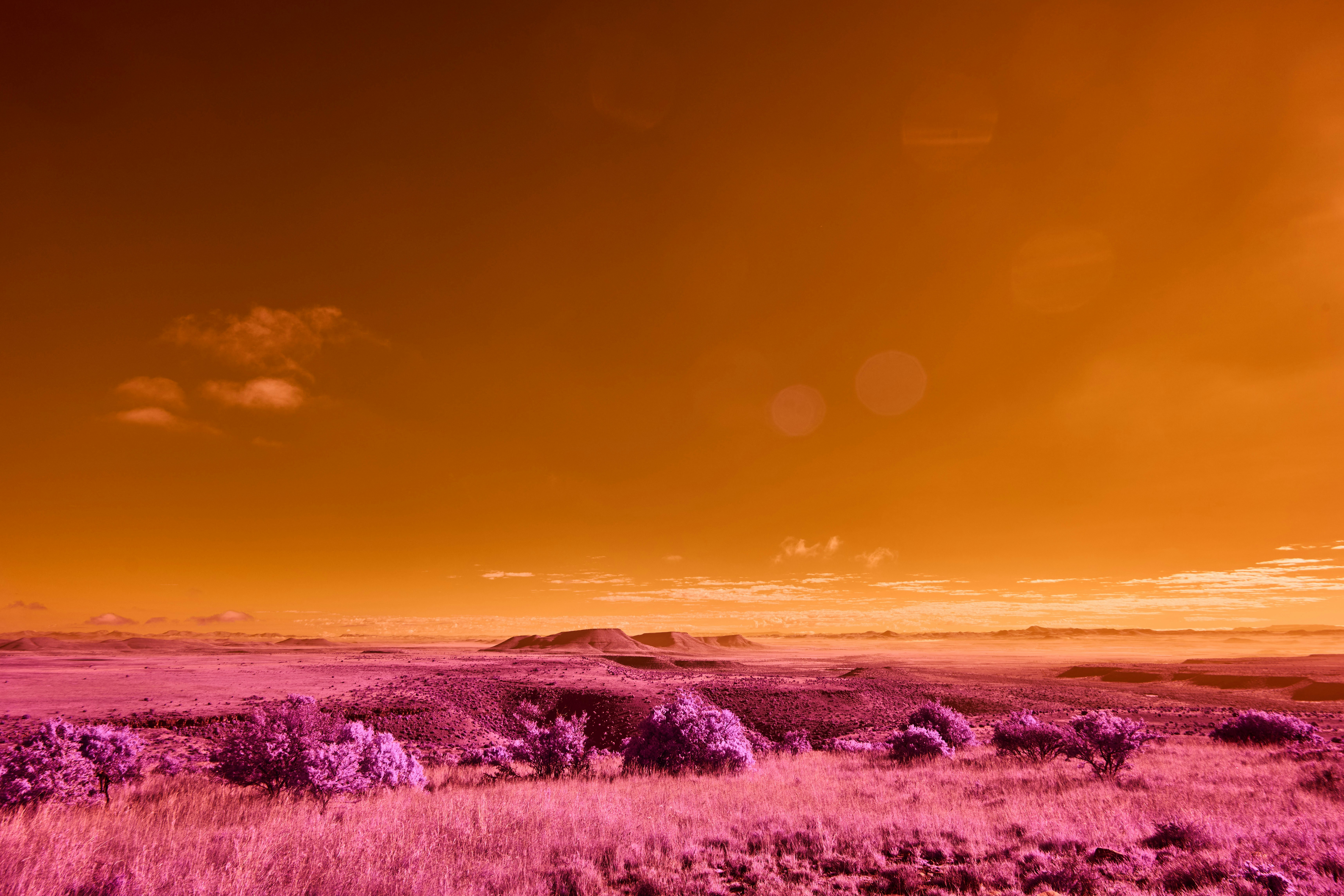 Vibrant alien landscape with purple grass and orange sky