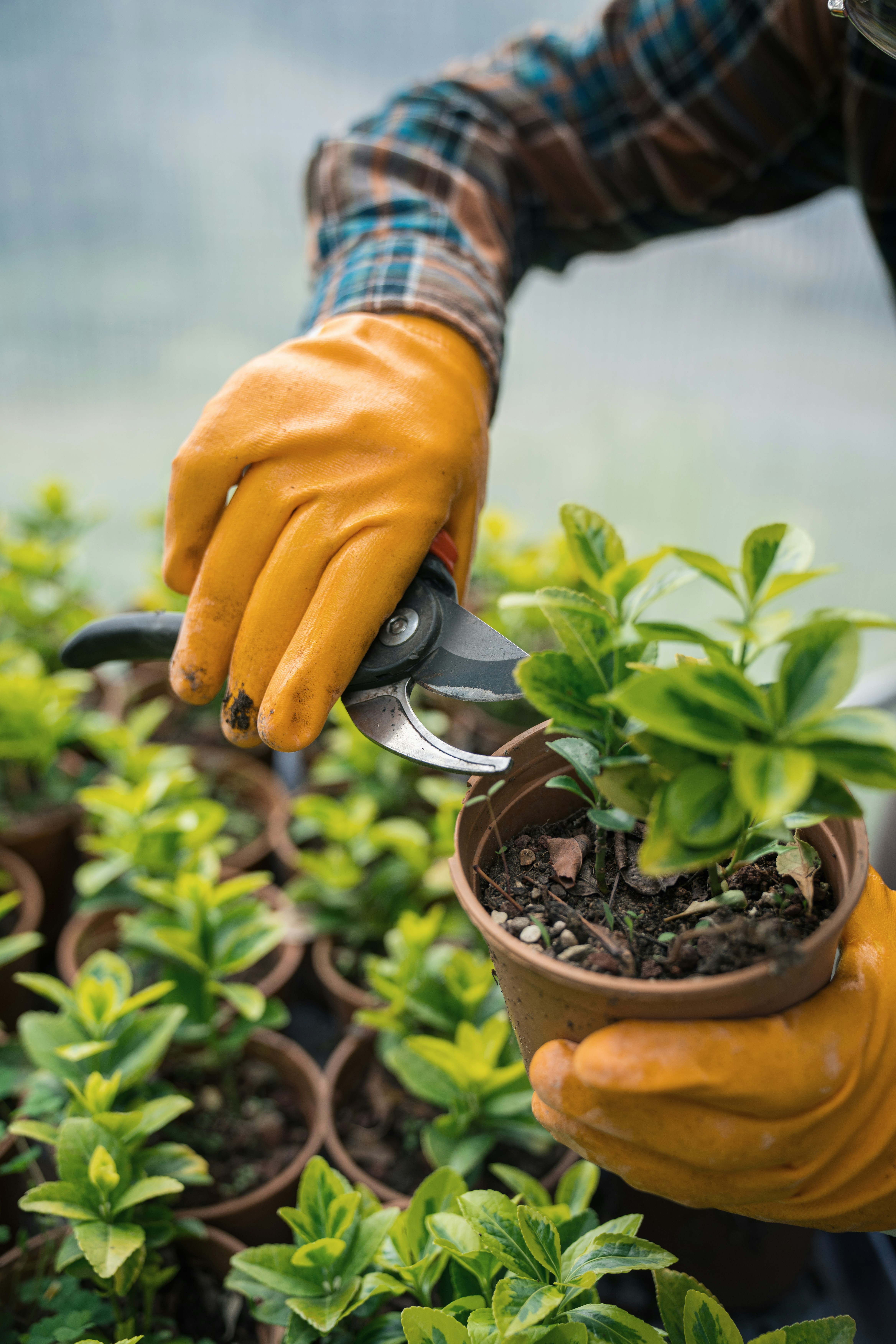 Gardener team at work