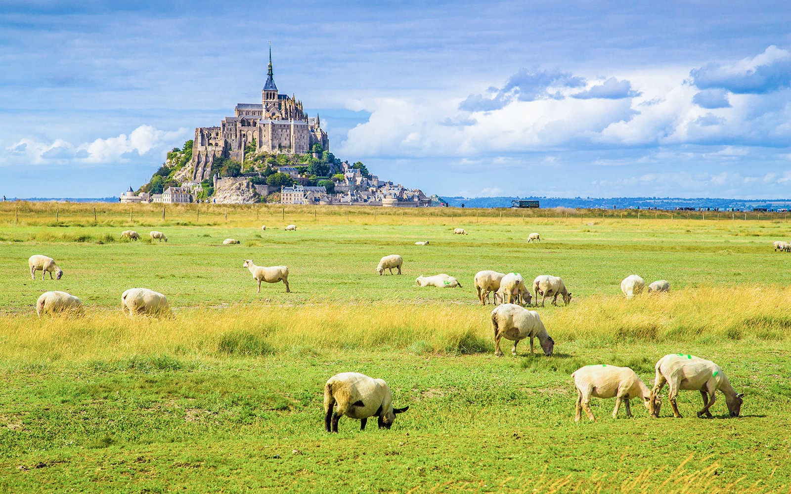 Mont Saint-Michel with grazing sheep in the foreground, Normandy, France.