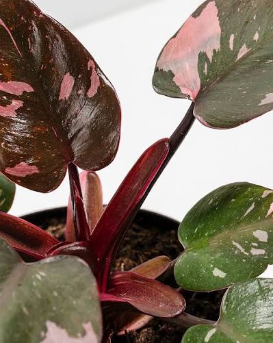 {{Common Name}} houseplant