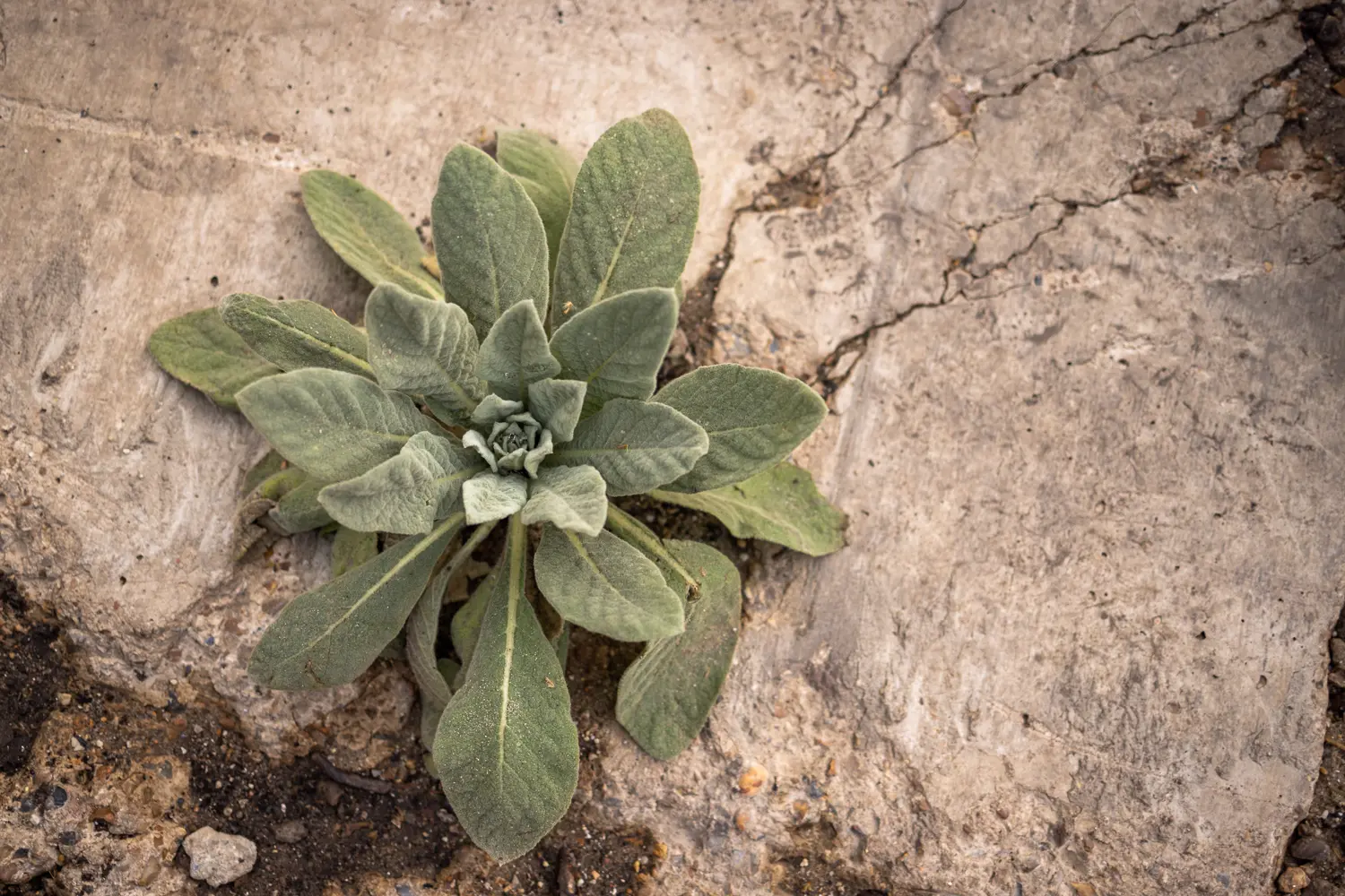 A green plant growing from dry, cracked soil, showcasing resilience in nature.
