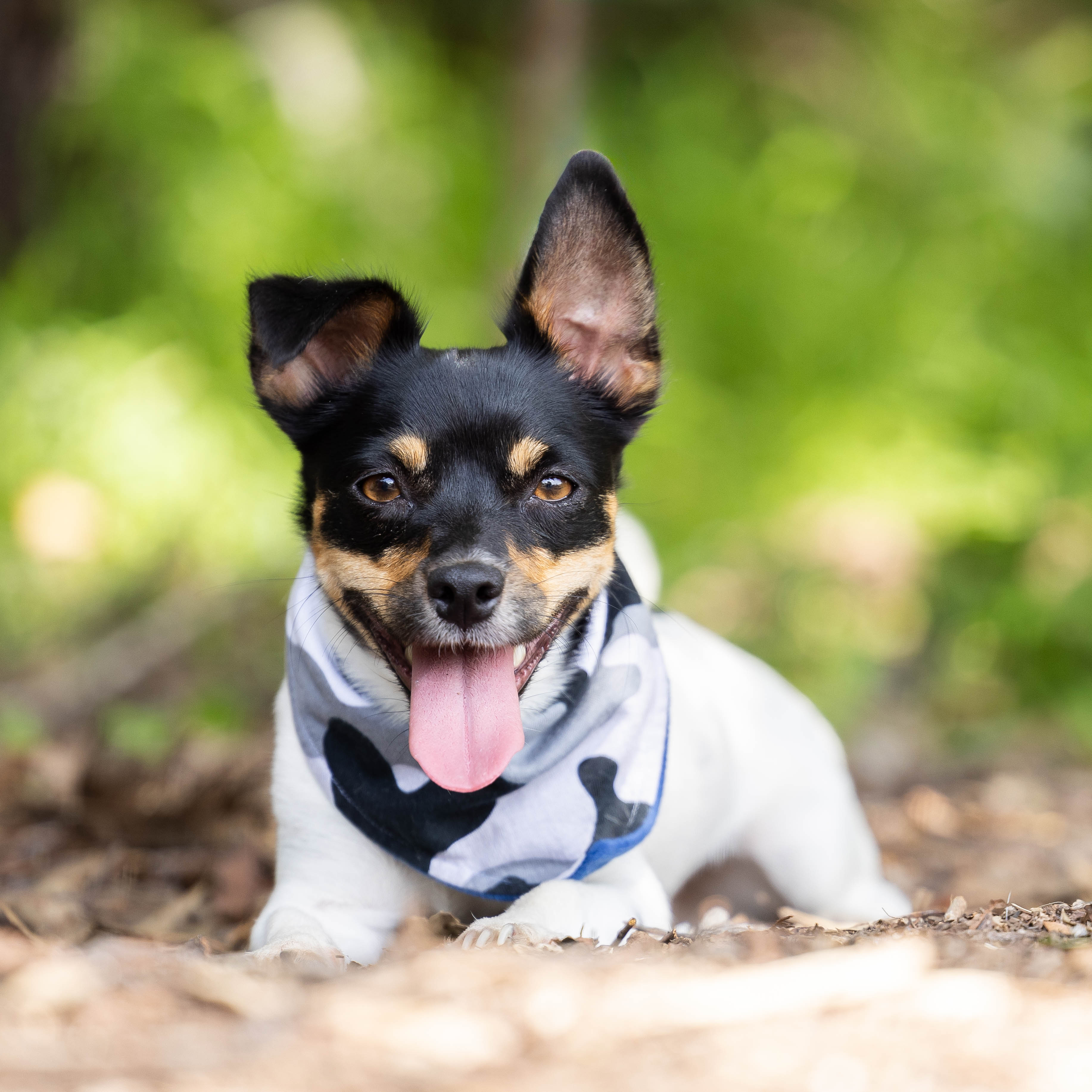 Mini foxie in blue camouflage bandana laying in sticks in forest