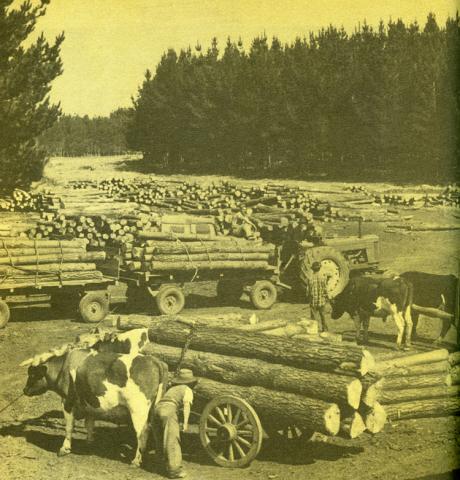 Traslado de troncos, aserradero en el sur.