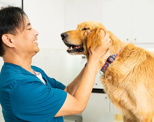 A well-behaved dog is at our vet clinic after a basic dog training session