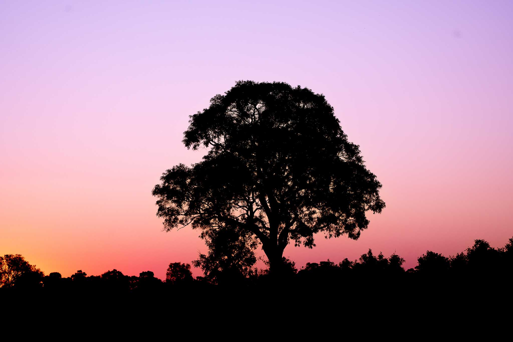 botswana sunset pink savannah