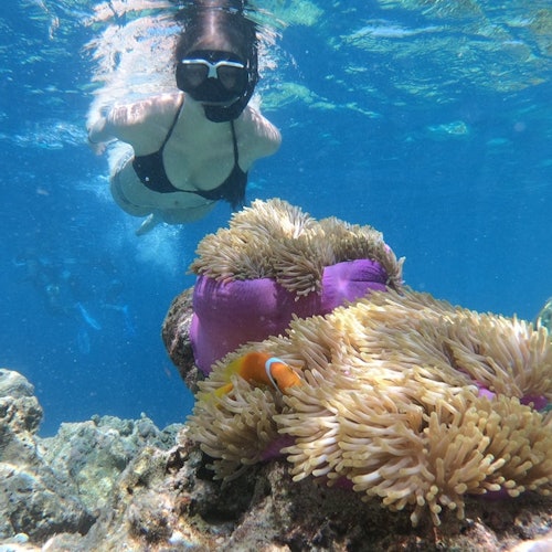Scène sous-marine avec un plongeur en apnée observant un poisson-clown nageant près d'une anémone de mer fixée à une surface rocheuse.