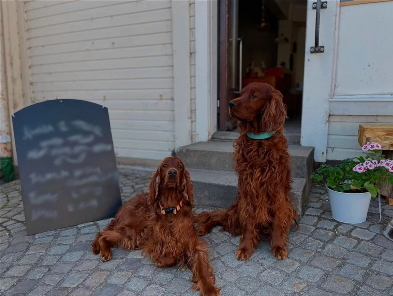 Hundar utanför secondhandbutiken Tassa och Trava – Bättre begagnat.