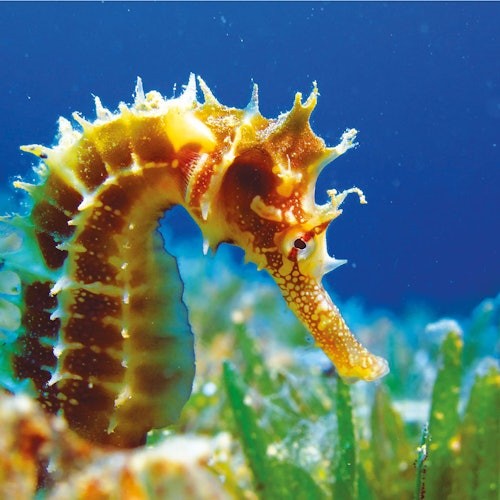 Close-up of a yellow, spiky seahorse swimming near green underwater plants against a blue ocean background.