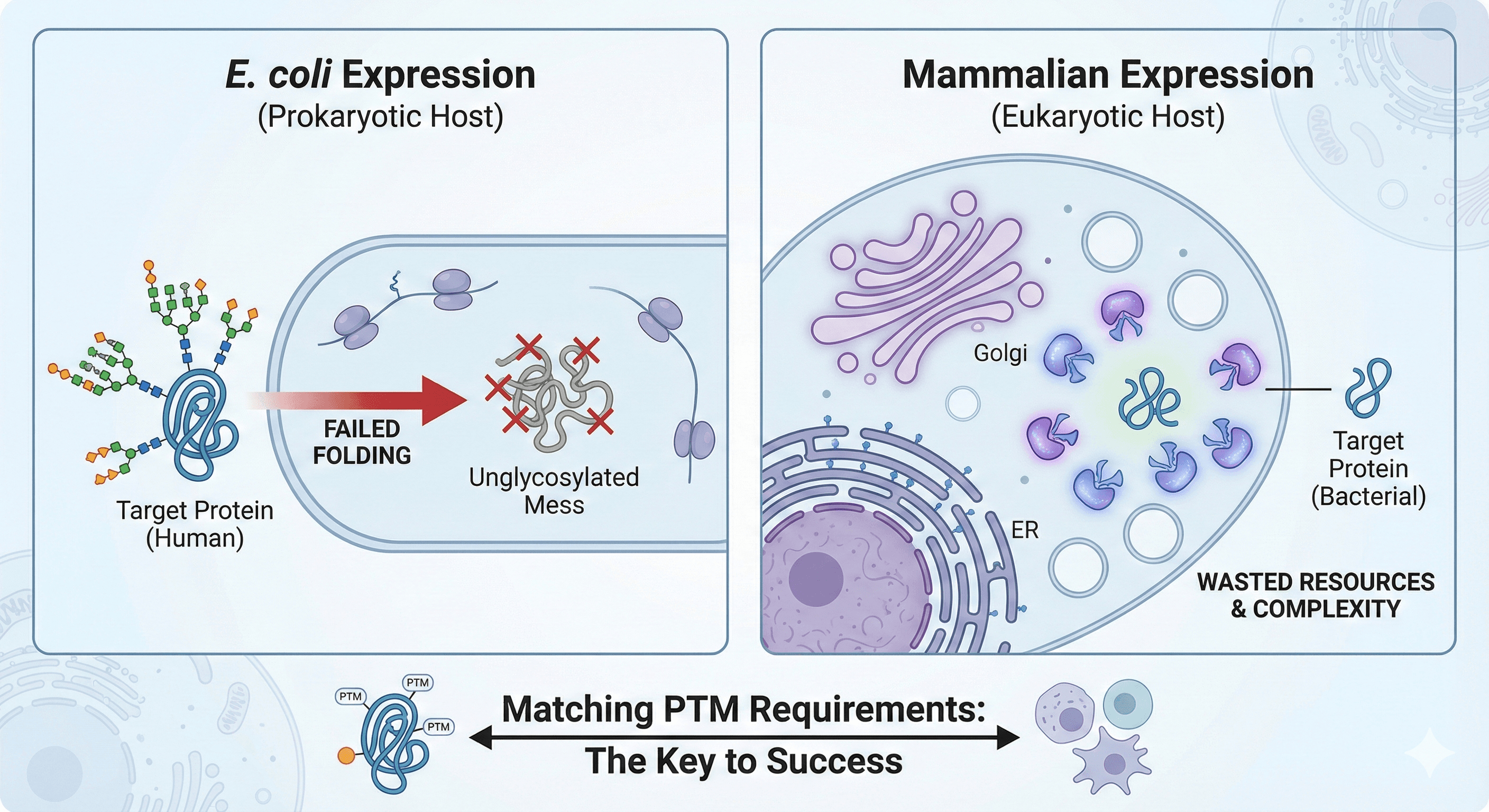 Diagram Showing Expression Systems' Effects on PTMs