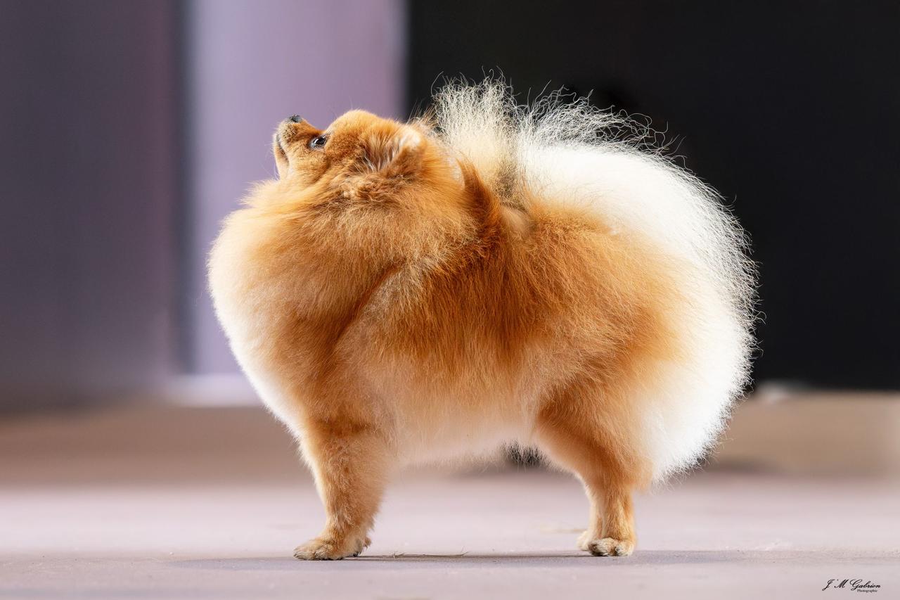 Spitz Allemand nain roux courant joyeusement sur l’herbe, pelage soyeux et museau souriant.