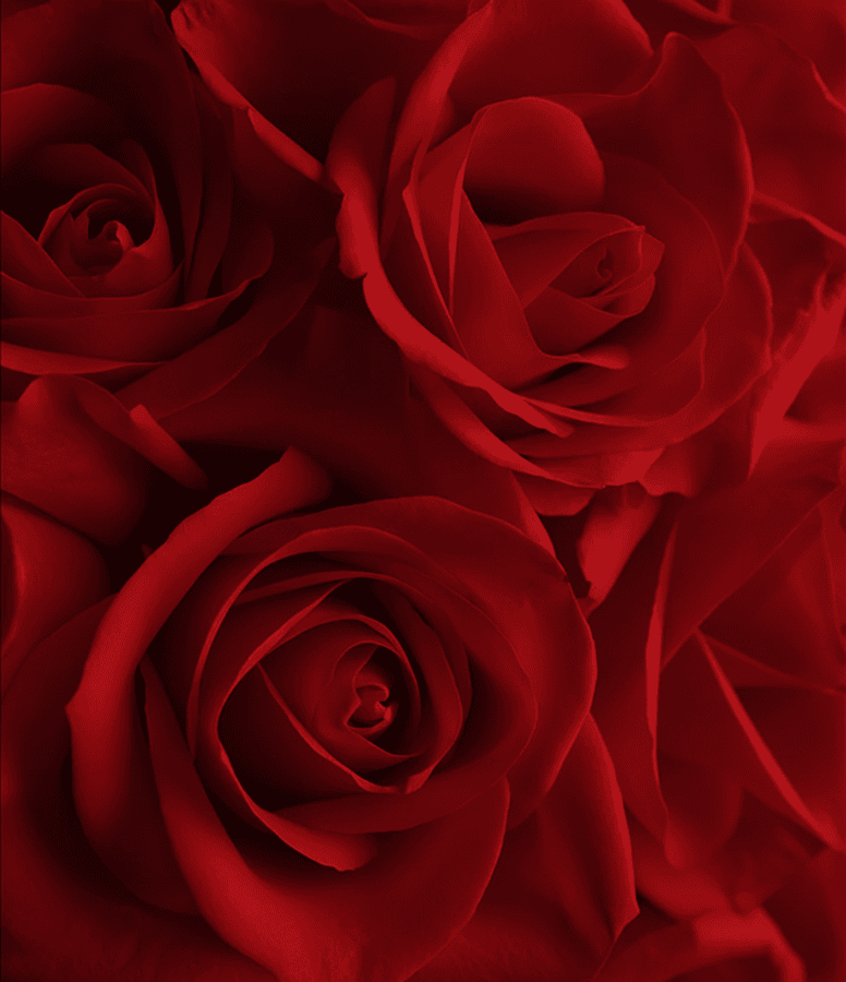 top view of bouquet of white rose