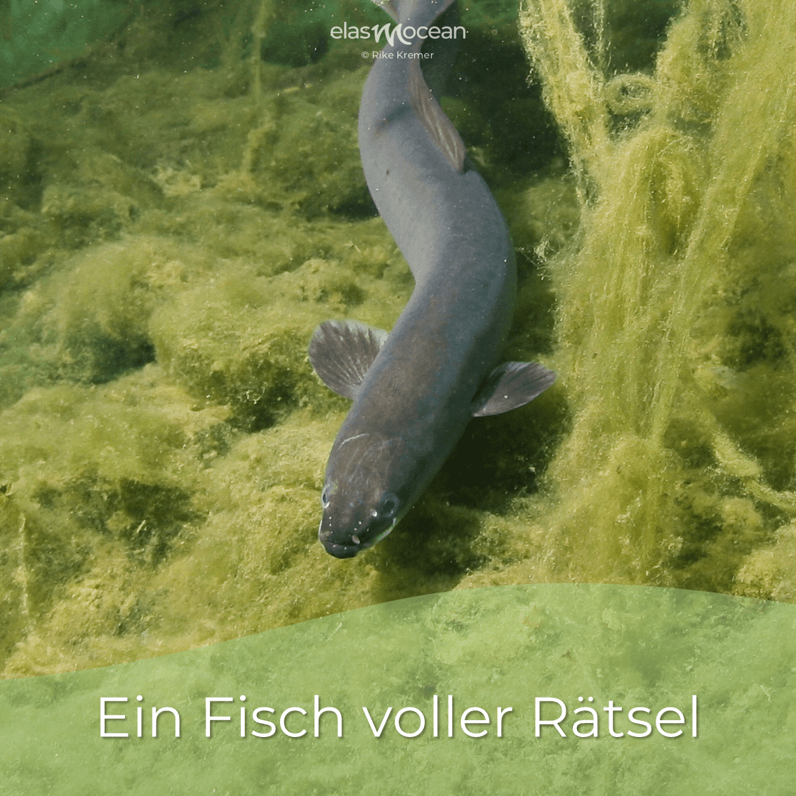 underwater photography of black fish