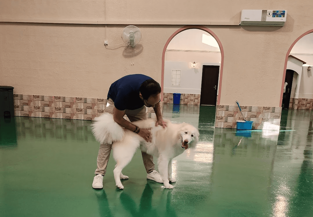 dog groomers in dubai at doggy doggy home dubai