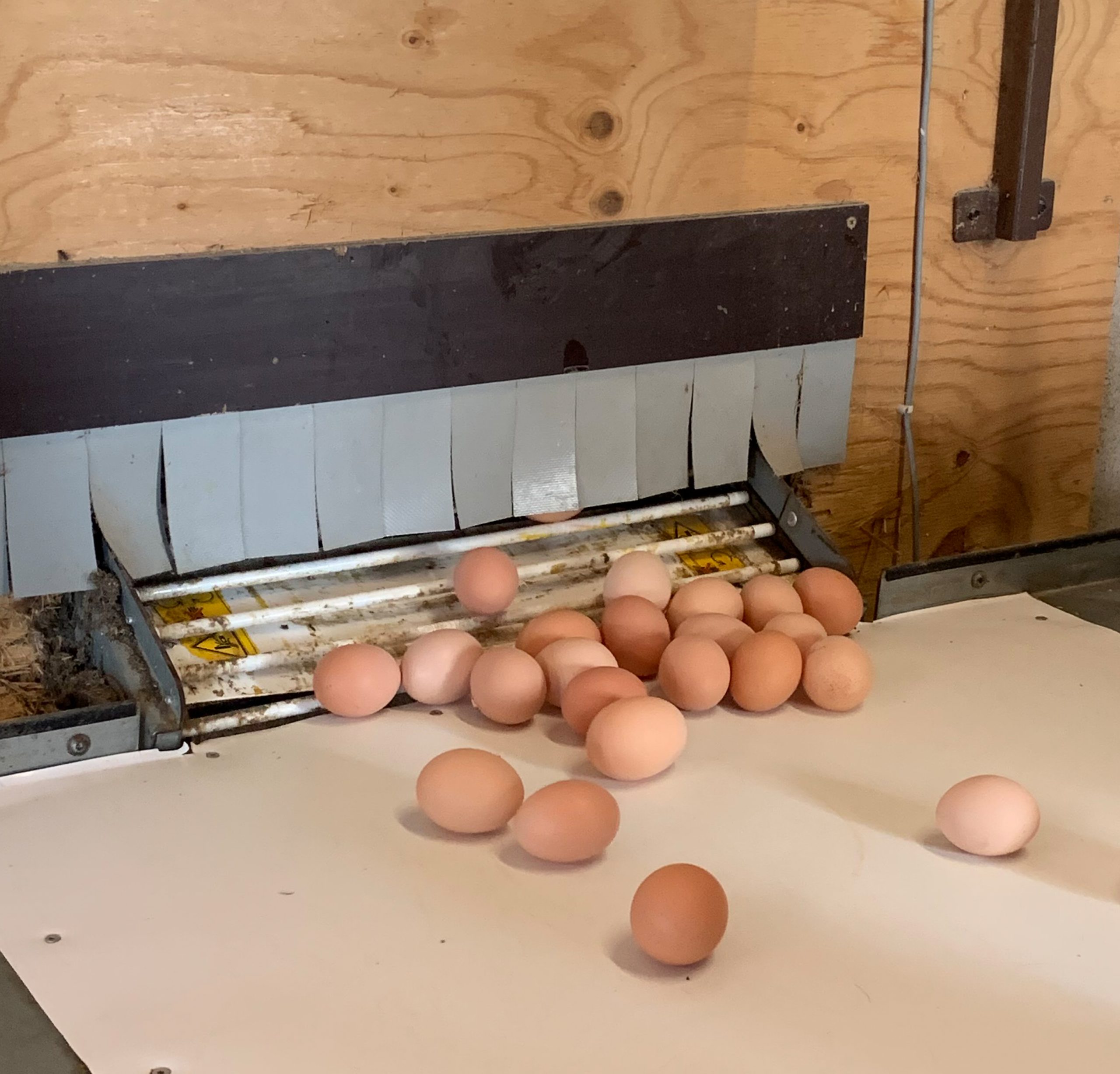 Chicken from Chapel Lane Eggs producing the best organic eggs for As One Restaurant Dublin