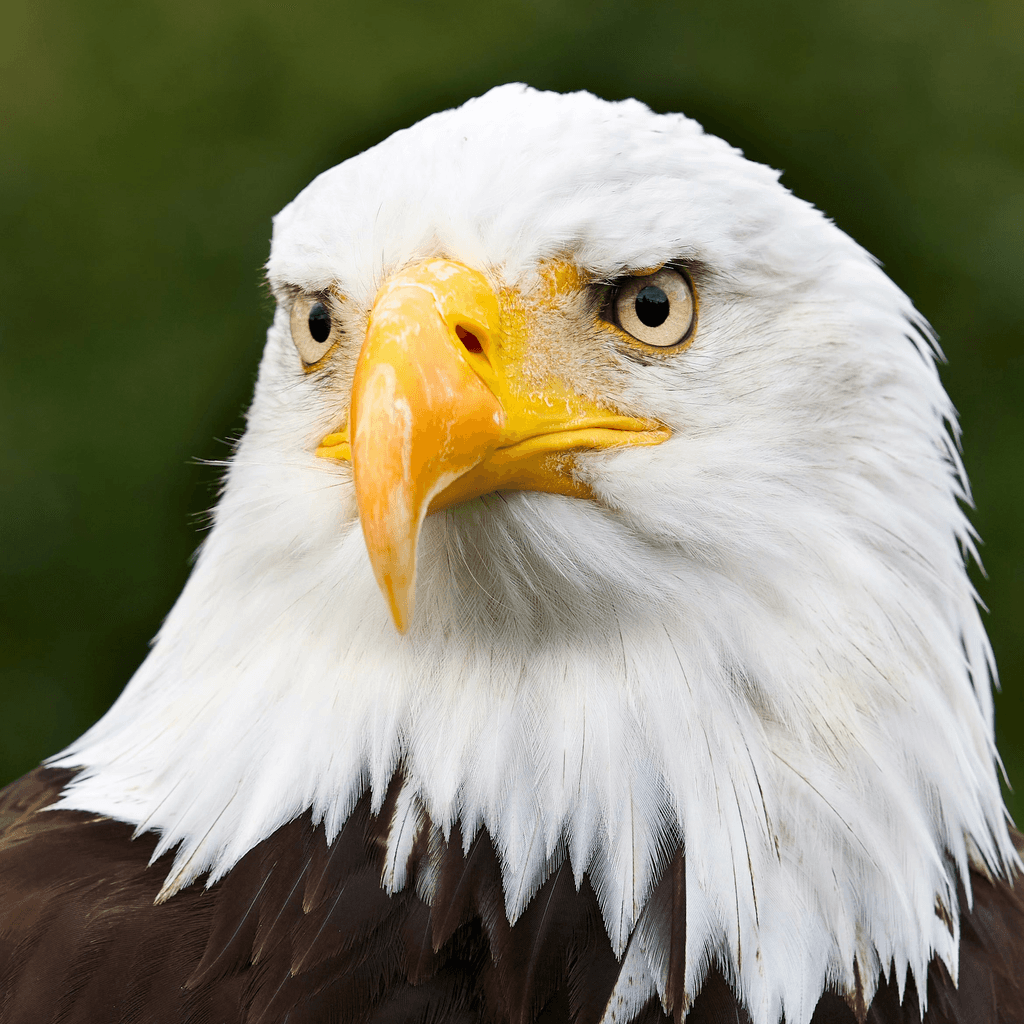 white and brown eagle in close up photography