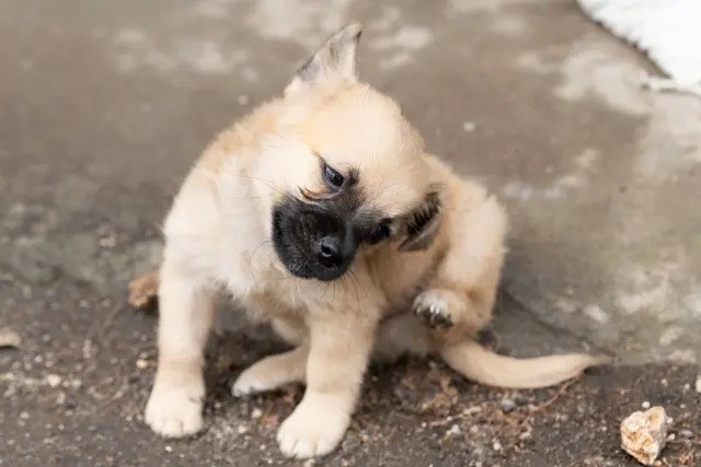 犬の外耳炎について—原因、症状、治療法、予防まで獣医師が徹底解説|動物病院Peco 高輪台