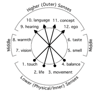 Rudolf Steiner (1861-1925), the Austrian philosopher, stated that there are actually twelve senses.