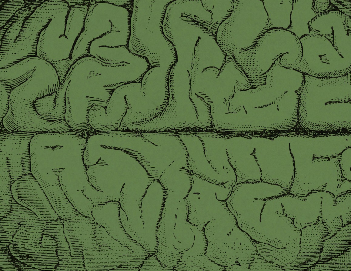 Front cover illustration of 8 different species of bats