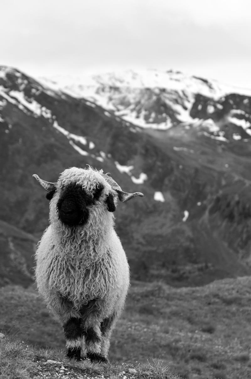 Bespoke jet charter Sion Valais - Alpine ski lodge and Le Châble access