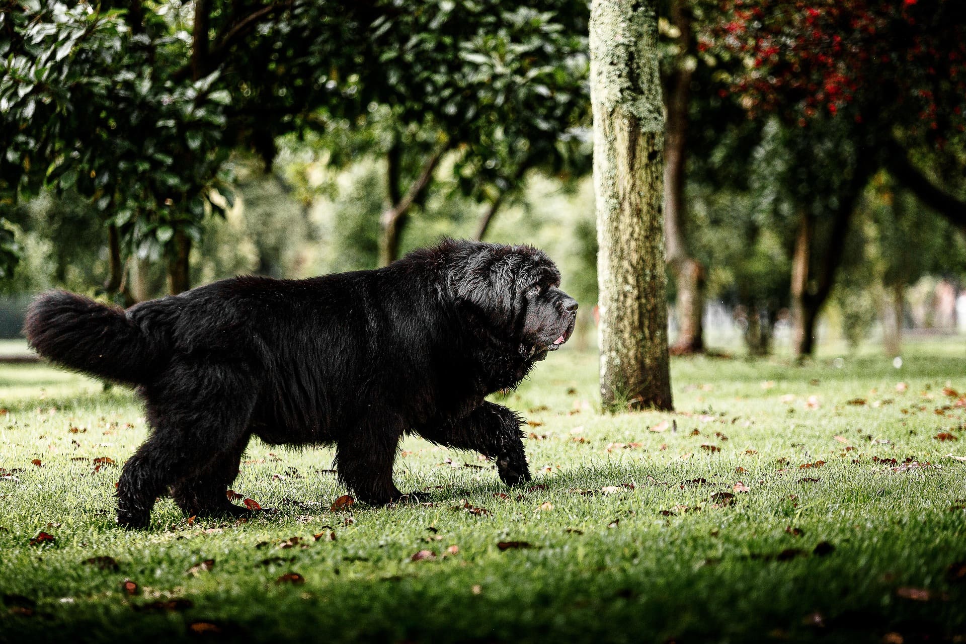 A black Newfoundland is walking in a grassy area surrounded by trees.