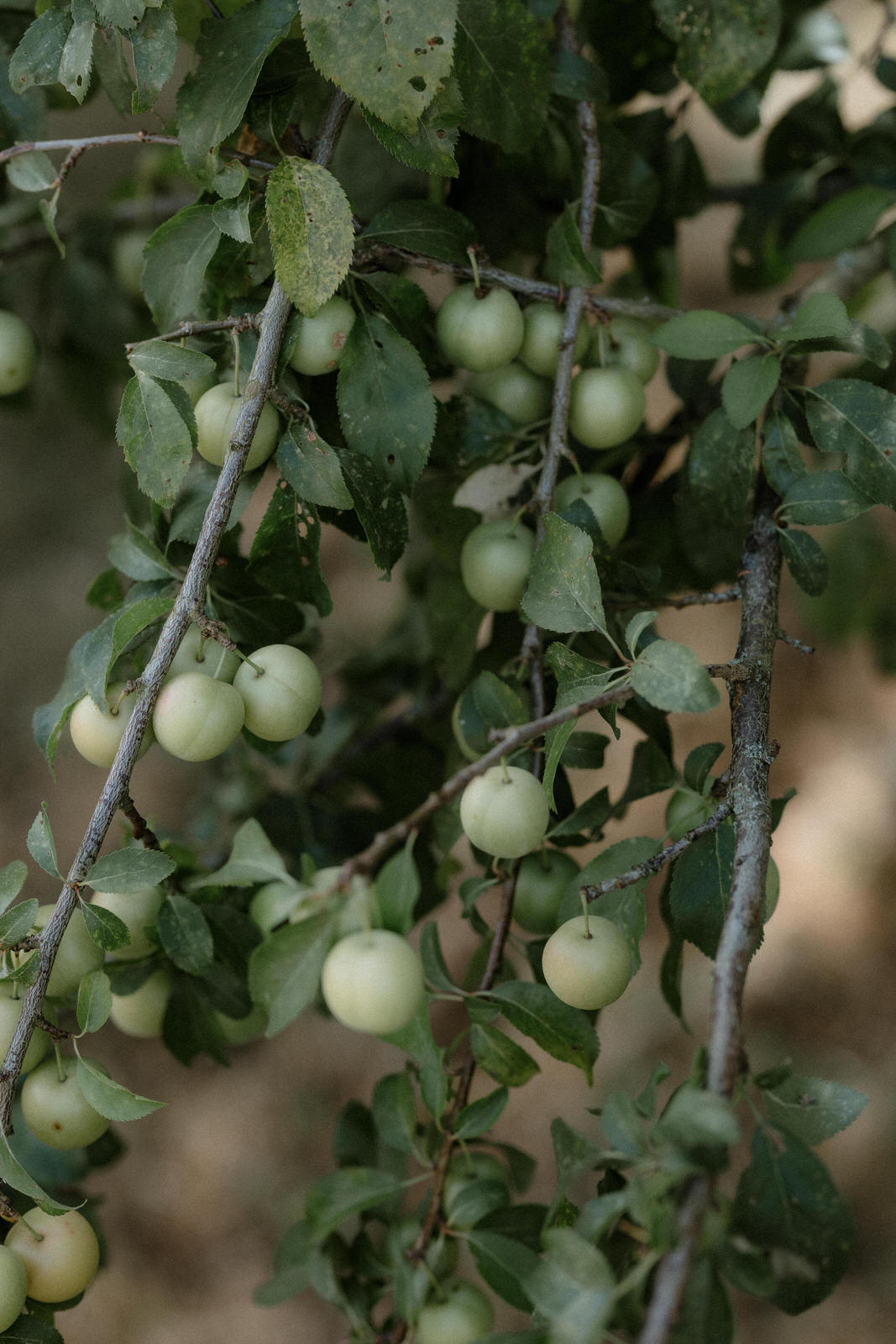 atmosphärisches Bild von Apfelbaumzweigen