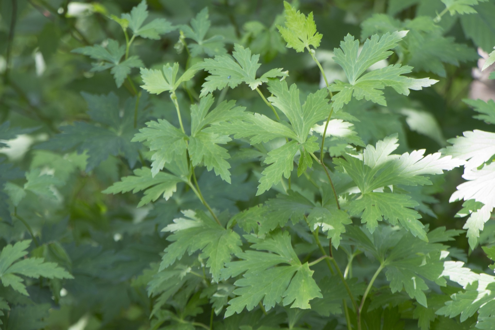 トリカブトの葉｜ニリンソウと見分けがつきにくい