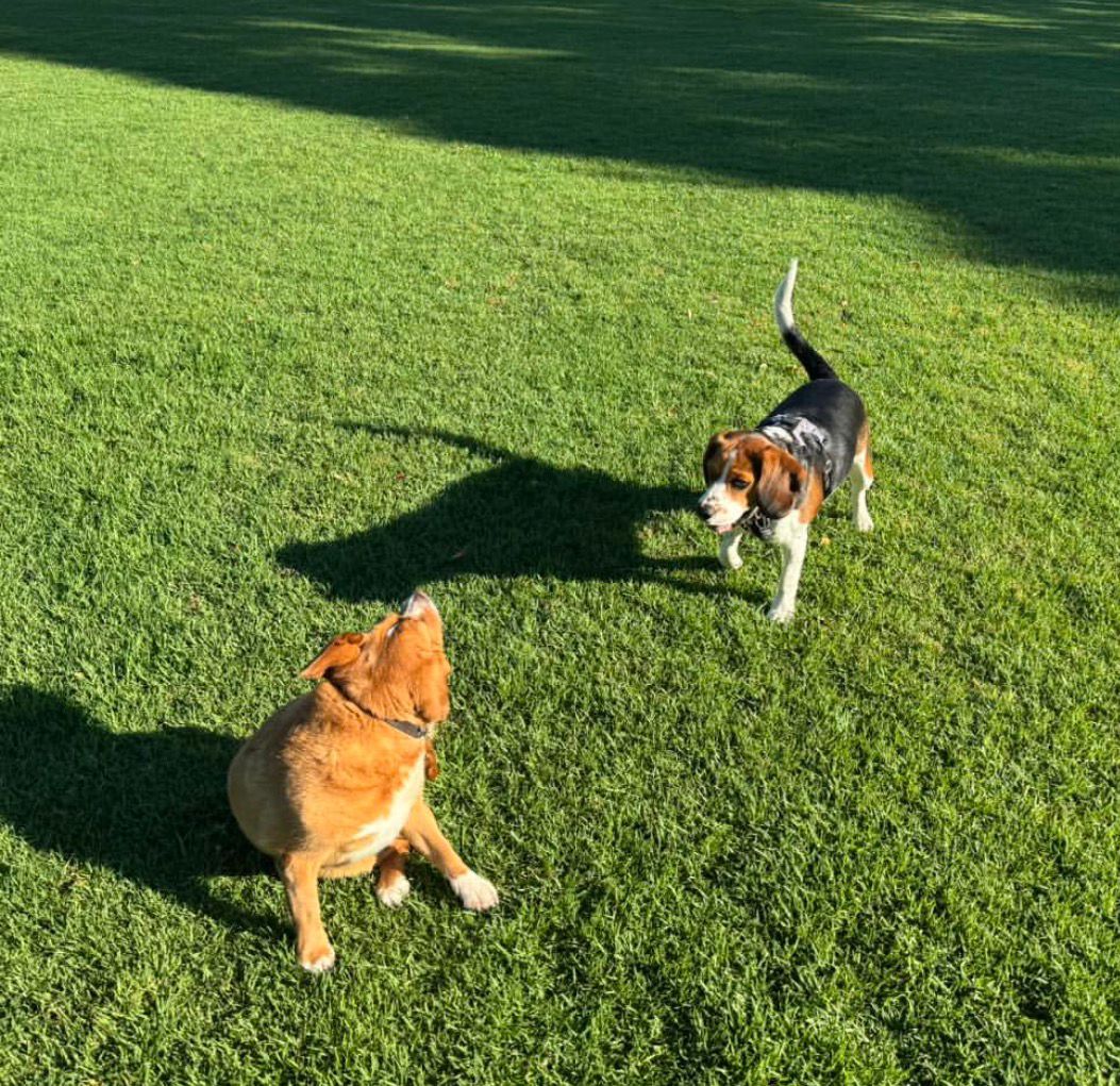 green trees beside river during daytime