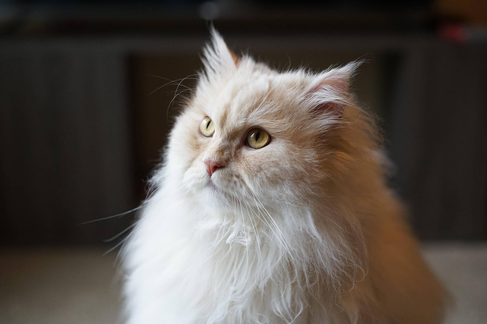 Persian Cat Physical Characteristics