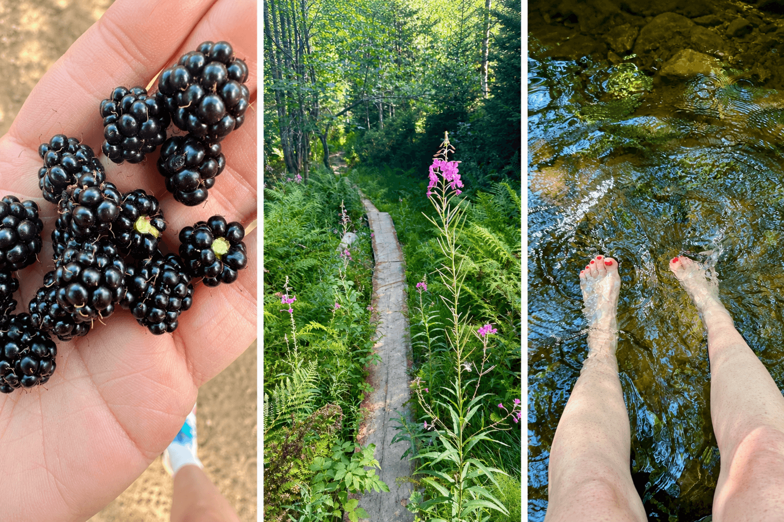 Three side-by-side images showing a hand holds freshly picked blackberries; a forest with a wooden trail; and feet cooling in a stream.