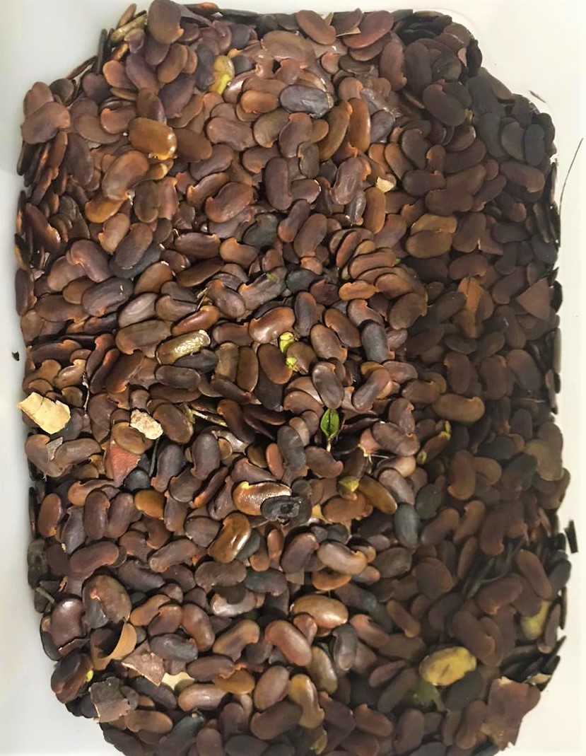 Grande quantidade de sementes marrons secas espalhadas sobre superfície clara após a coleta