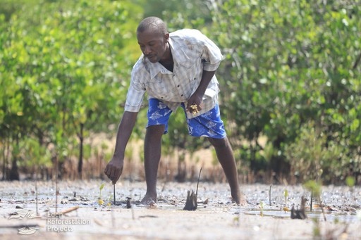 A person tends to plants in a field surrounded by lush greenery and mangroves.