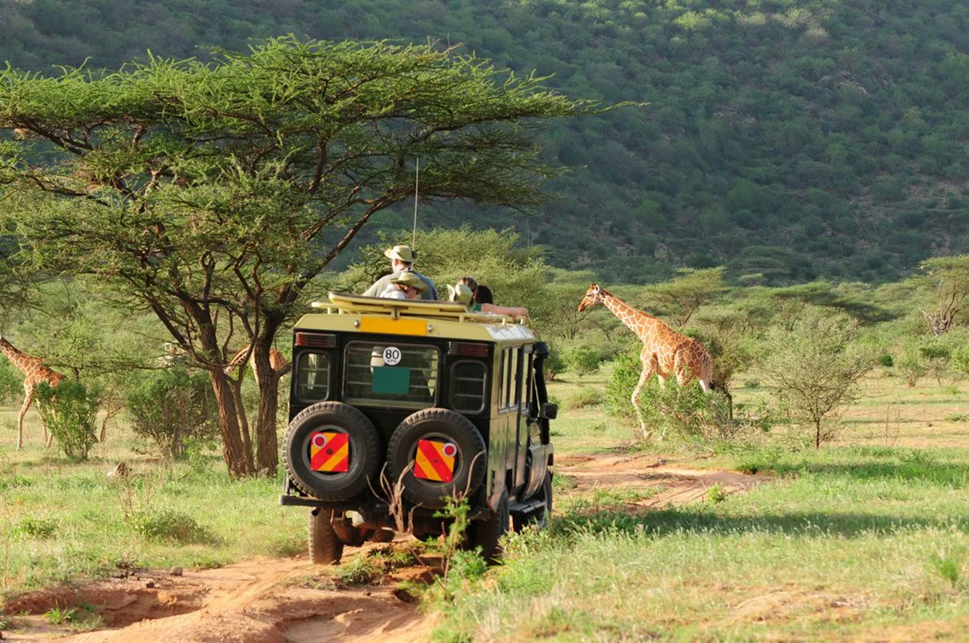 Safari vehicle near giraffes in a green valley