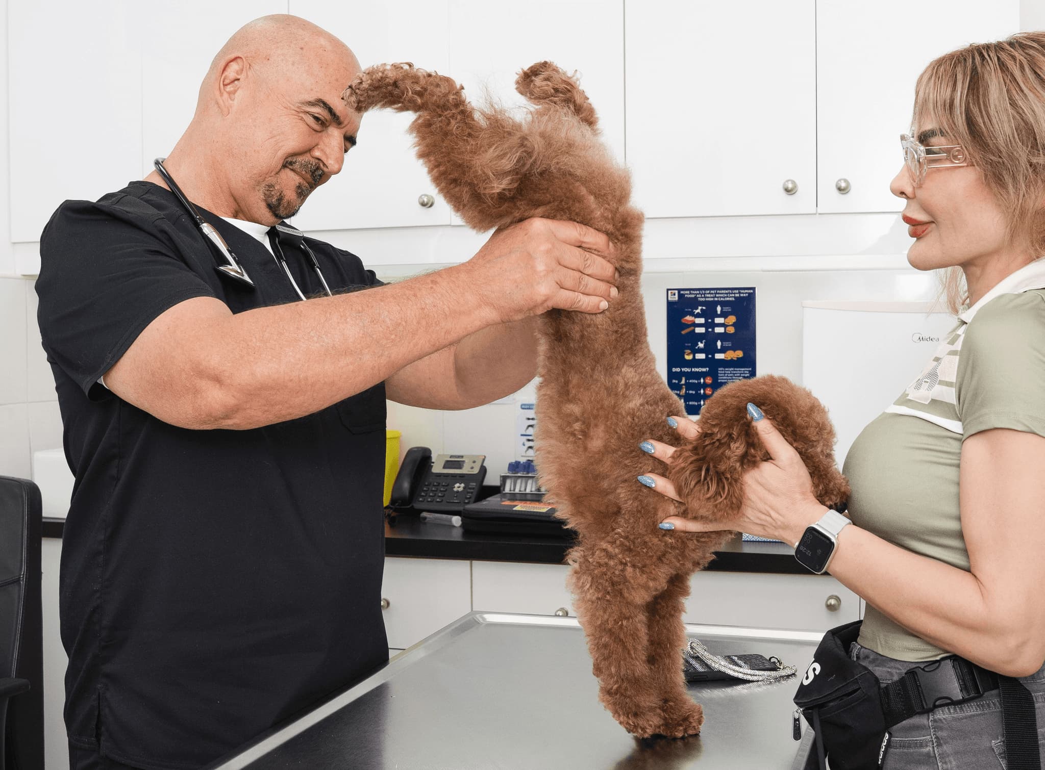 A veterinarian is examining a dog's hind legs and lower body movement.