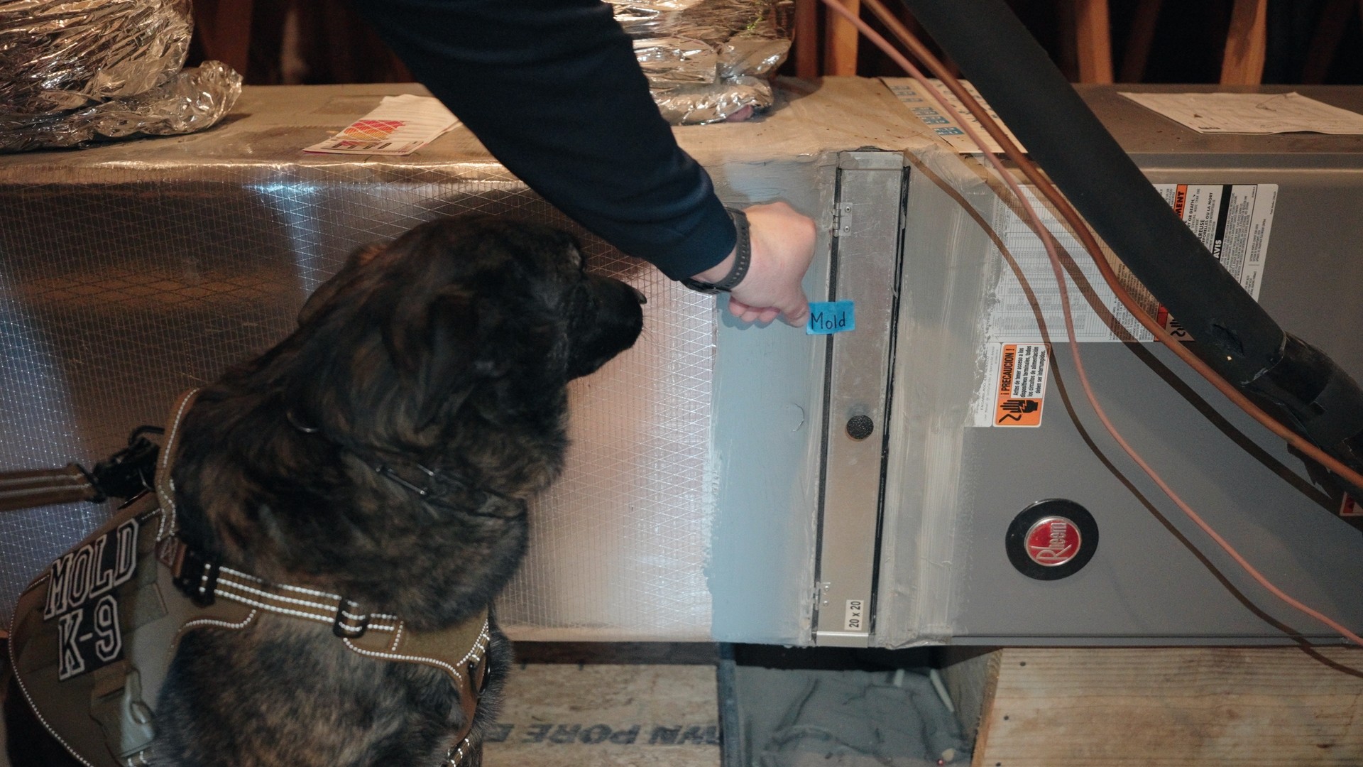 Mold detection dog inspecting HVAC ductwork with handler marking test area.