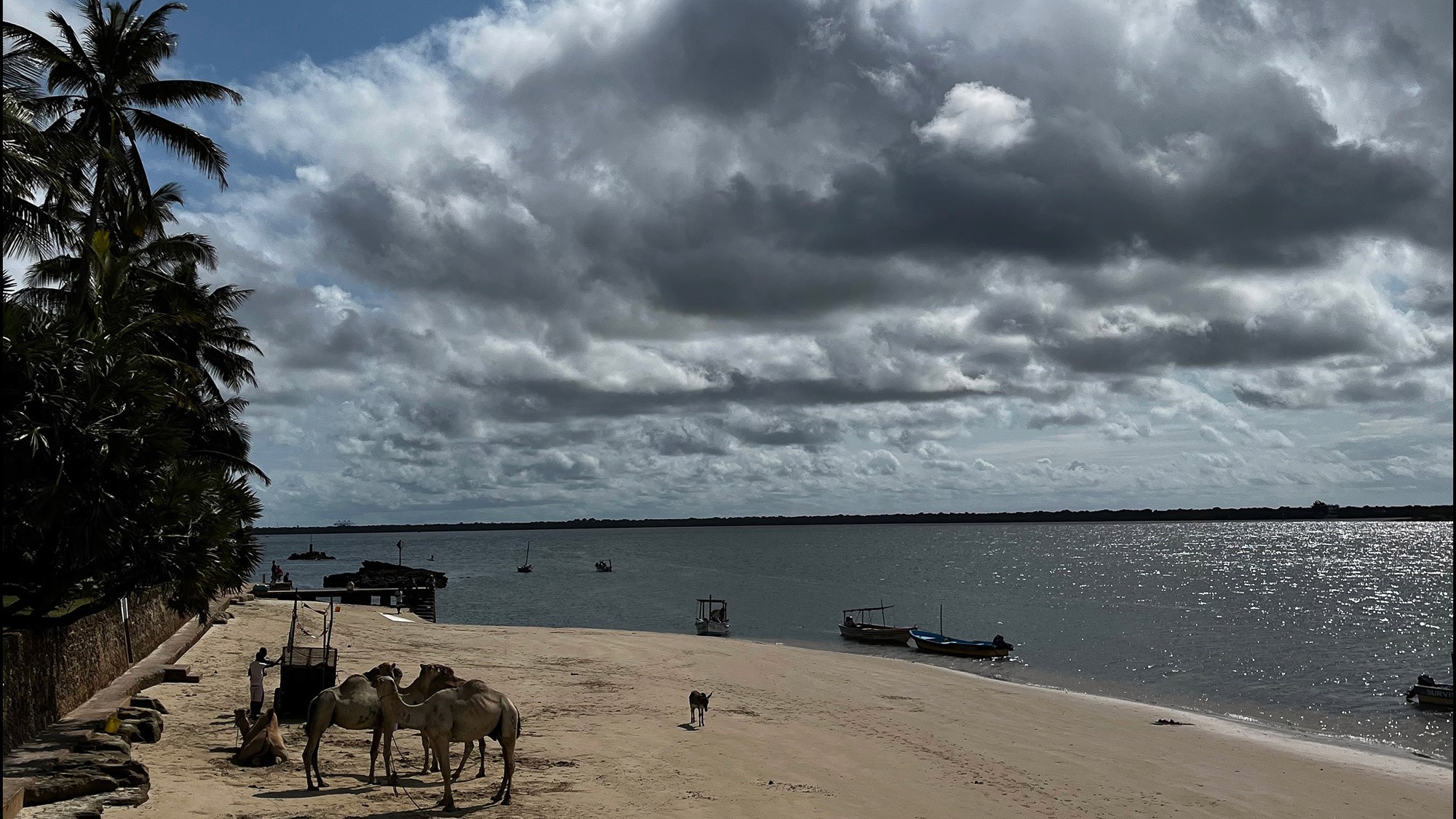 Camels on the beach.