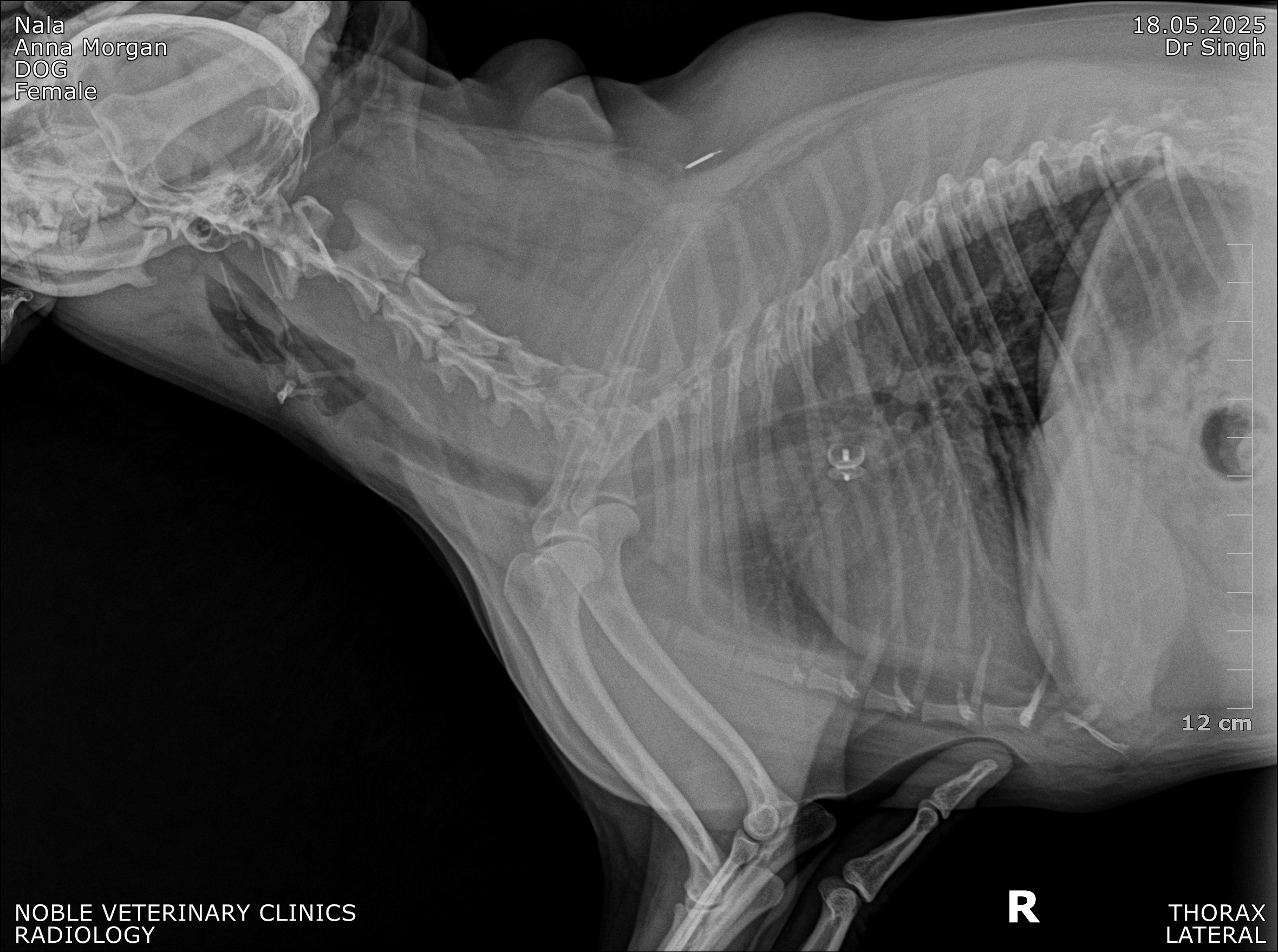 A lateral X-ray scan of a dog's thorax.