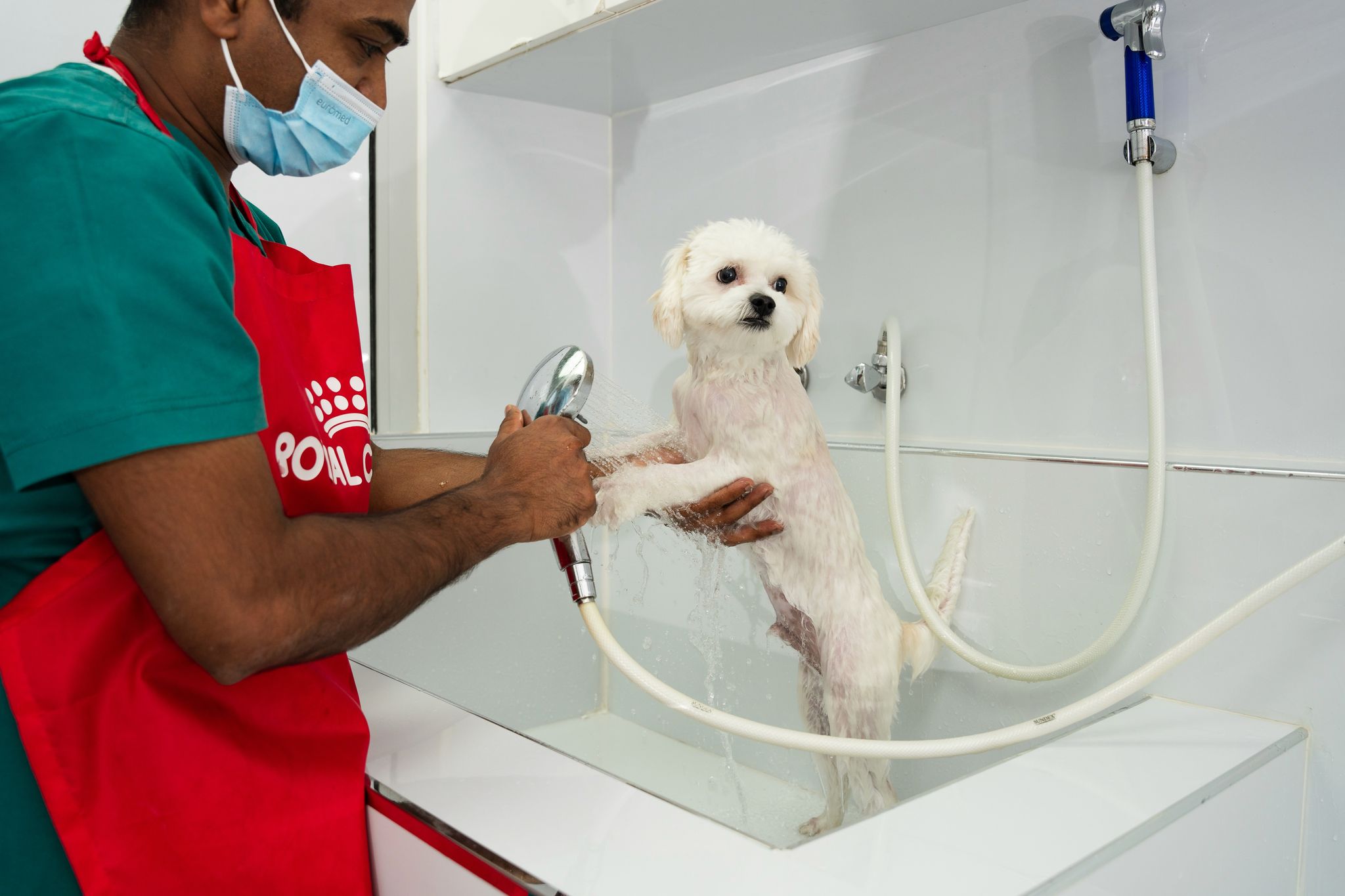 A professional groomer bathing a dog and using specially formulated shampoo for deshedding