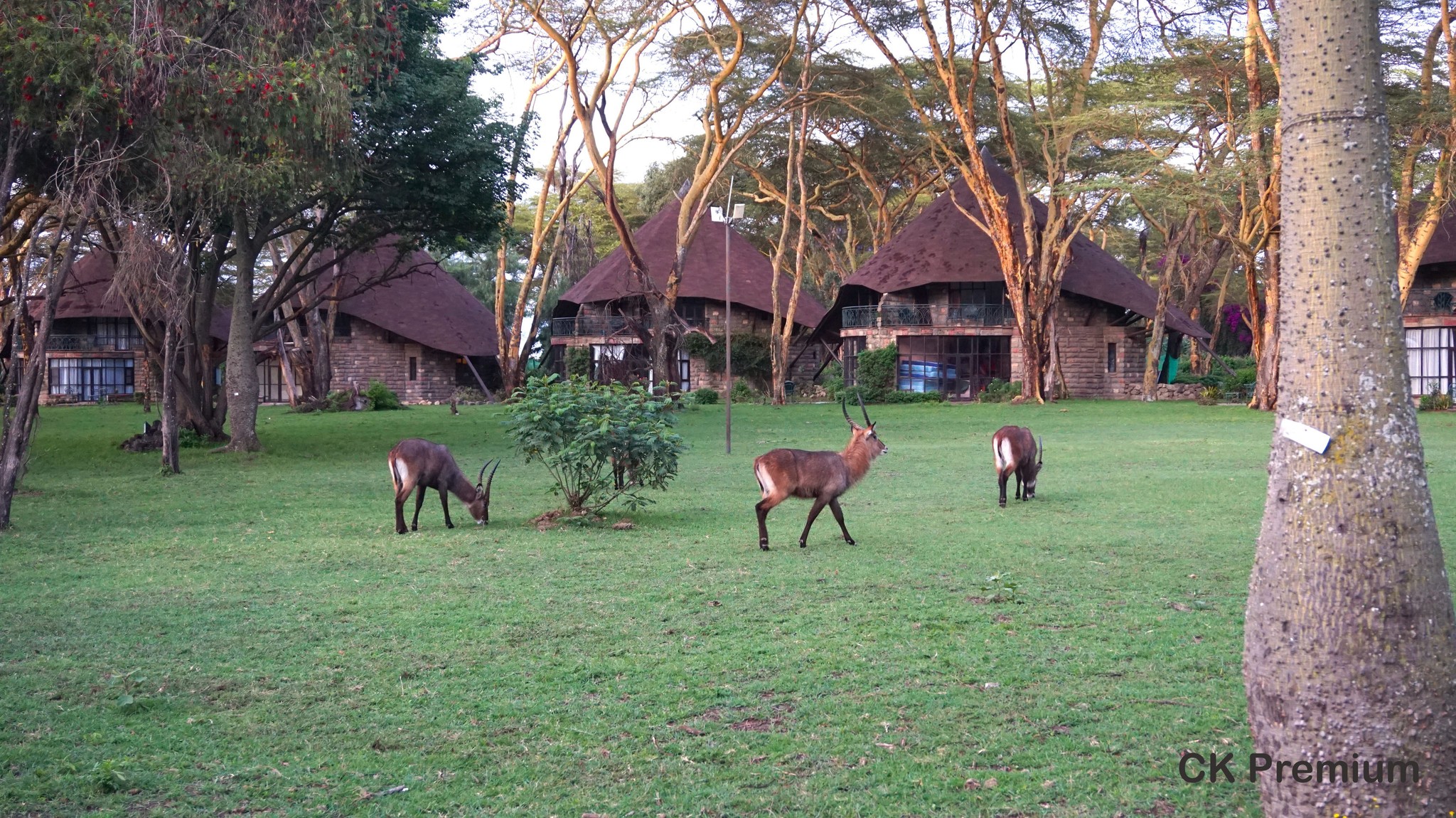 Keňa - resort v Lake Naivasha