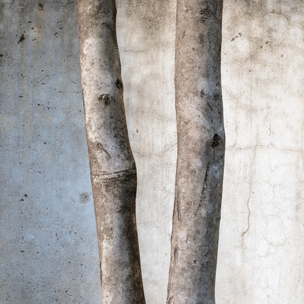 Two slender tree trunks stand against a textured gray wall, highlighting their natural patterns and colors.